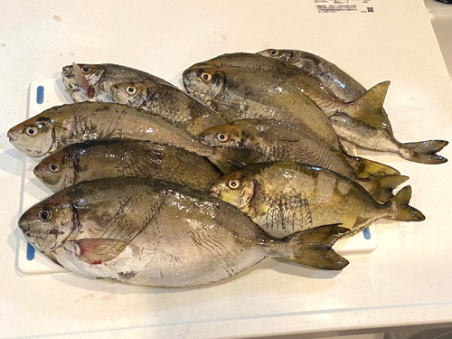 アイゴの釣果