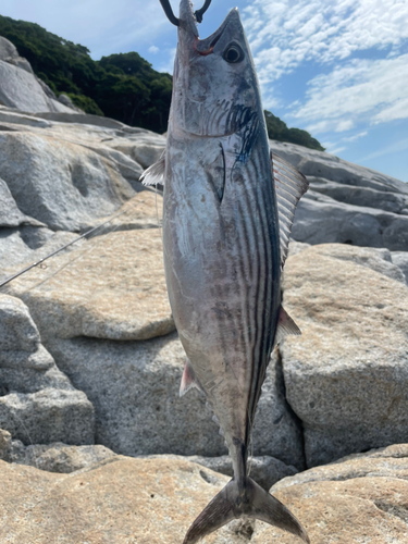 ハガツオの釣果