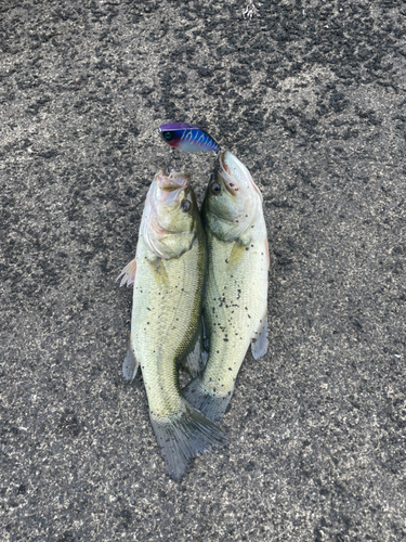 ブラックバスの釣果