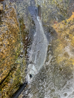 ヒラスズキの釣果