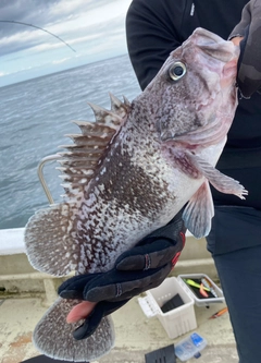 マゾイの釣果