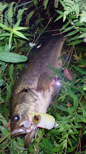 ブラックバスの釣果