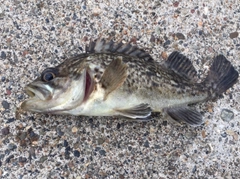 シマソイの釣果