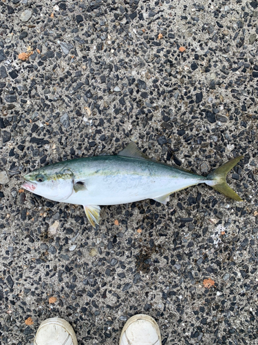 ヤズの釣果