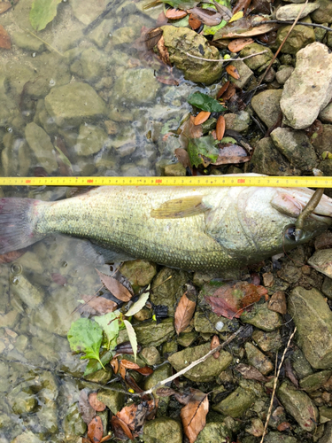 ブラックバスの釣果