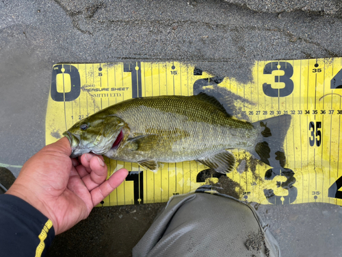 スモールマウスバスの釣果