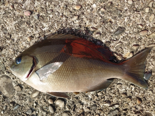 クロメジナの釣果