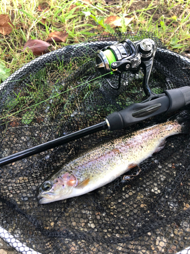 ニジマスの釣果