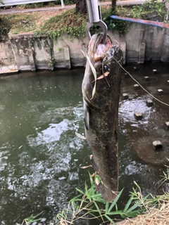 ナマズの釣果