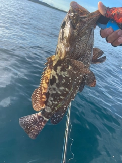 マダラハタの釣果