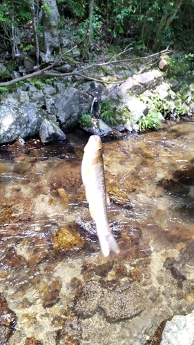 タカハヤの釣果