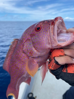 バラハタの釣果