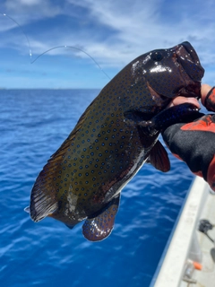 アオノメハタの釣果