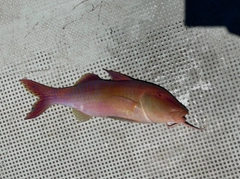 マルクチヒメジの釣果