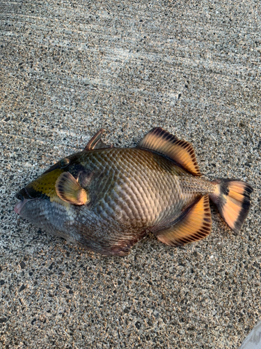 ゴマモンガラの釣果