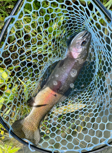 ニジマスの釣果