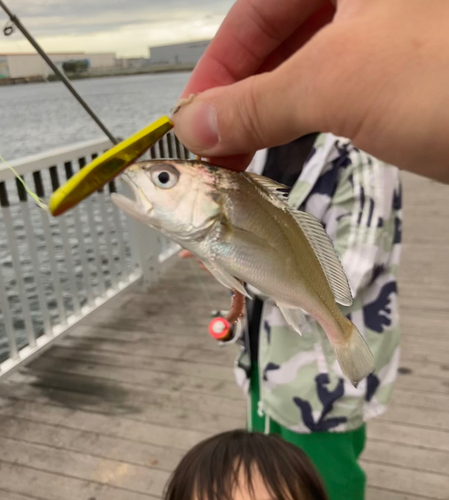 イシモチの釣果