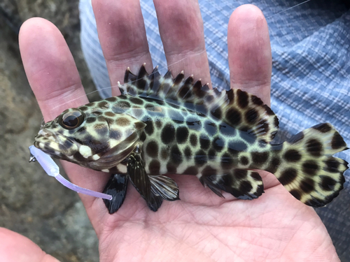 カンモンハタの釣果