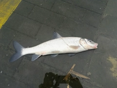 ニゴイの釣果