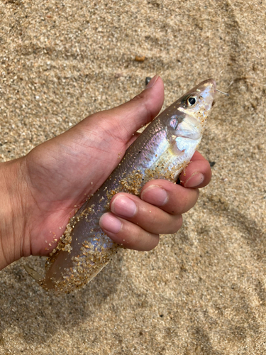 キスの釣果