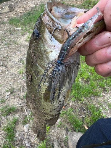 ブラックバスの釣果