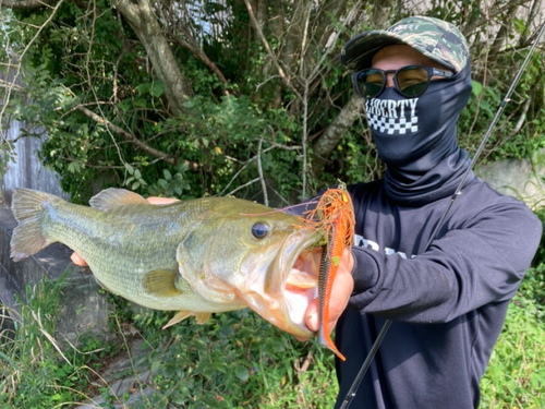 ブラックバスの釣果