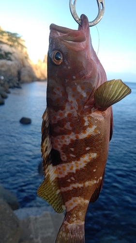 キジハタの釣果