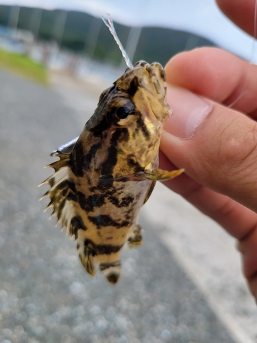 タケノコメバルの釣果