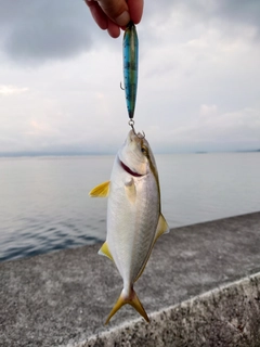 カンパチの釣果