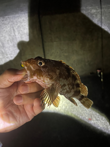 カサゴの釣果