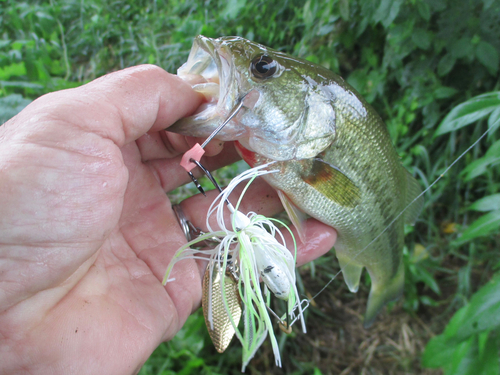 ラージマウスバスの釣果