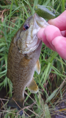 スモールマウスバスの釣果