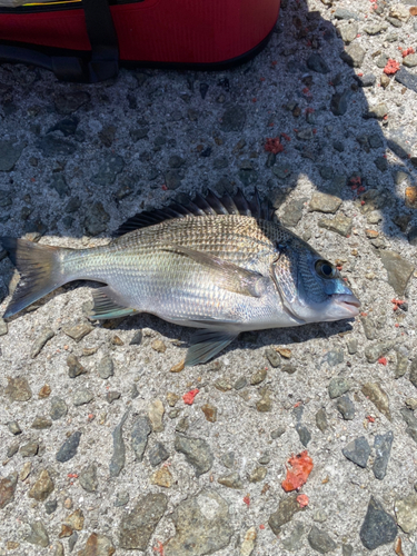 チヌの釣果