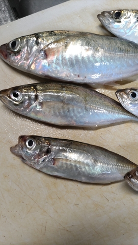 アジの釣果