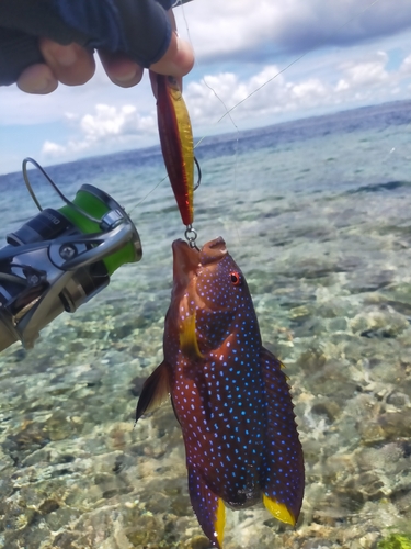 バラハタの釣果