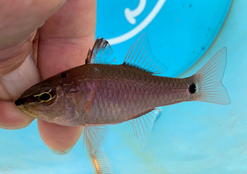 クロホシイシモチの釣果