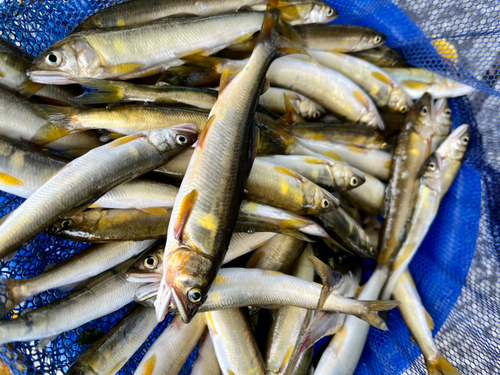 コアユの釣果