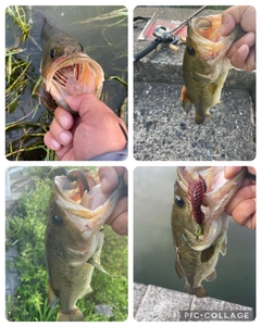 ブラックバスの釣果