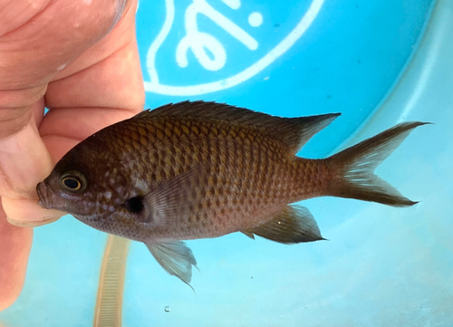 スズメダイの釣果