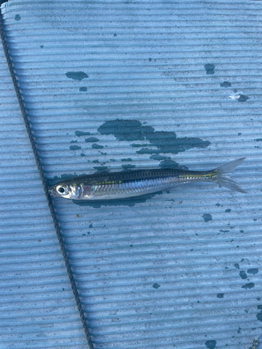 トウゴロウイワシの釣果