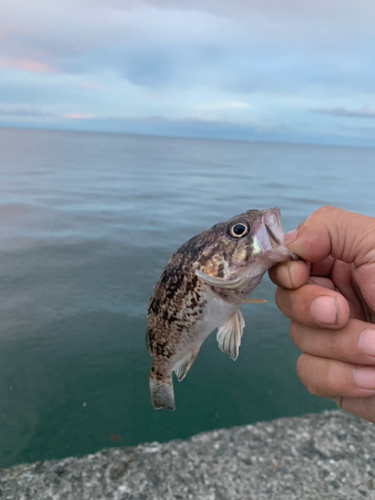 クロソイの釣果