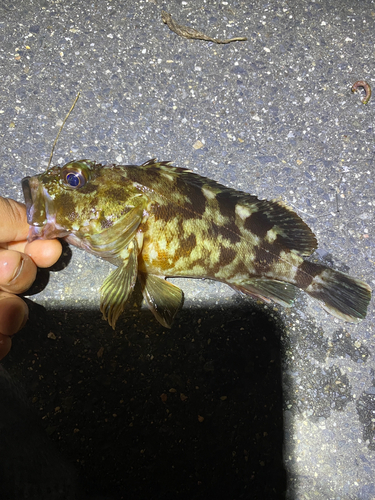 カサゴの釣果