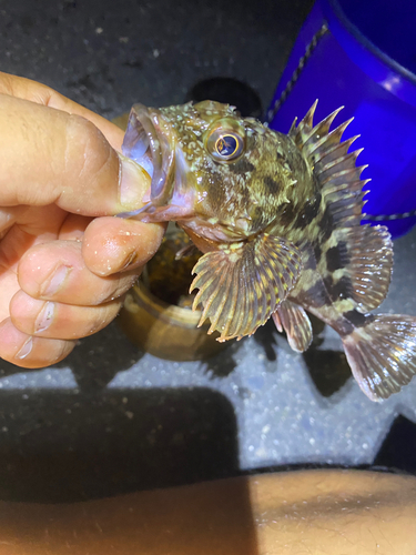 カサゴの釣果