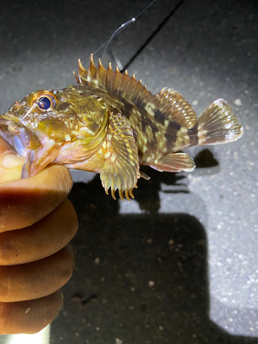 カサゴの釣果