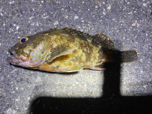 カサゴの釣果