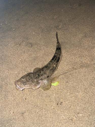 マゴチの釣果