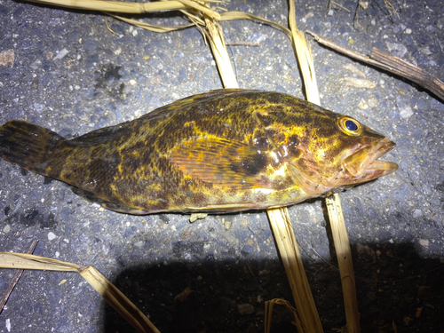 タケノコメバルの釣果