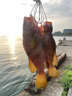 アコウの釣果