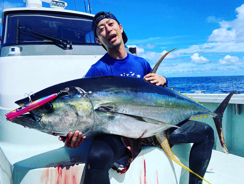 キハダマグロの釣果