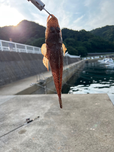 ワニゴチの釣果